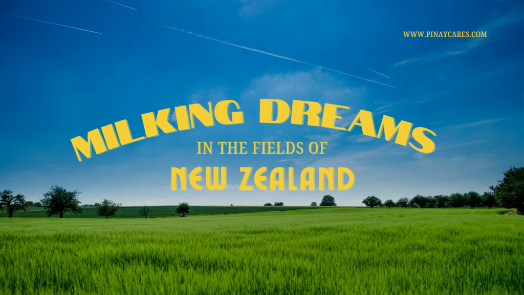 “Milking Dreams in the Fields of New Zealand”